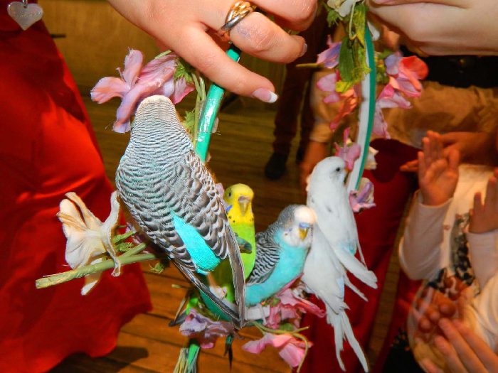 Дрессированные волнистые попугаи